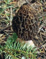 Black Morel: Morchella elata - fungi species list A Z